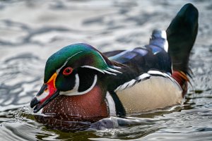 Wood Duck