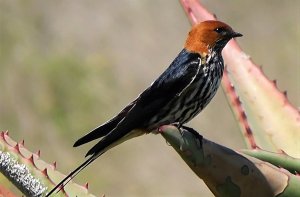 Lesser Striped Swallow 'unitatis'