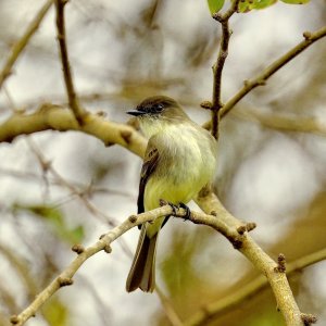 Eastern Phoebe, Belton.jpg