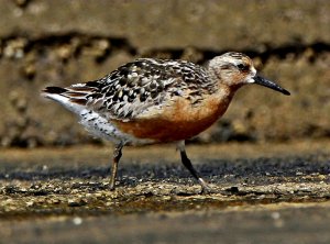 Red knot