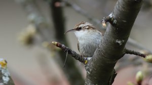 short-toed treecreeper