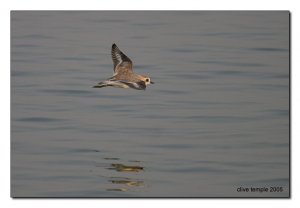 Lesser Sand Plover