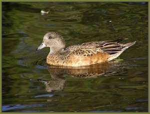 American Wigeon Male - Eclipse Plumage