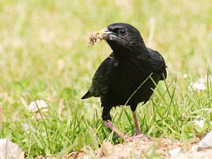 Spotless Starling