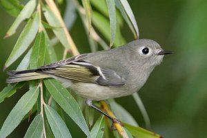 ruby-crowned kinglet