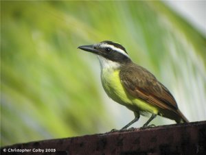 Sunny Great Kiskadee