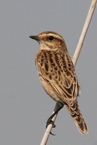 Whinchat female