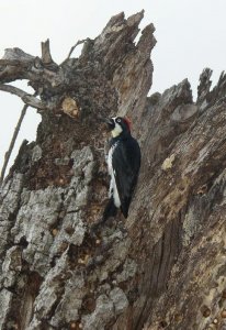 Acorn Woodpecker at cache tree