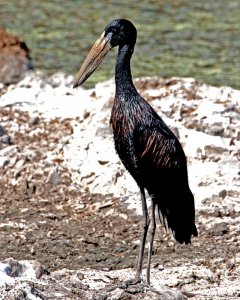 African Openbill