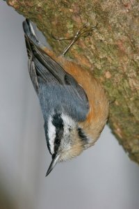 red-breasted nuthatch