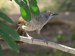 Brown Babbler