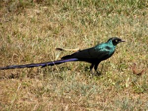 Long-tailed Glossy Starling