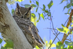 Great horned owl