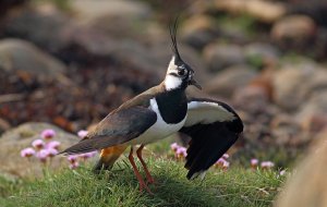 Northern lapwing and thrift