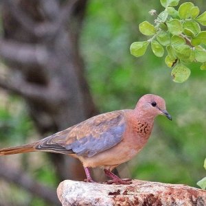 Laughing Dove