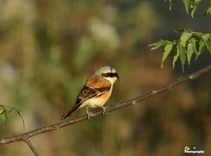 Brown Shrike