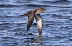 Sooty shearwater