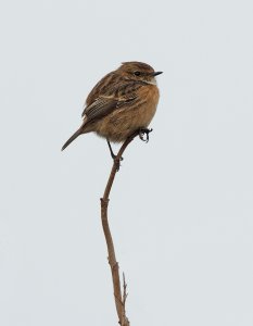 Stonechat 033.jpg