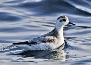 Gray phalarope