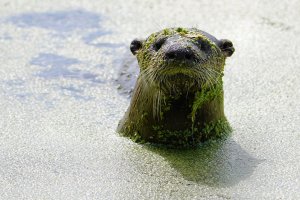 River otter in the duckweed