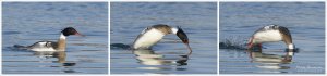 Red-breasted Merganser Diving (action sequence)