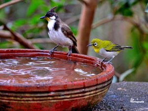 Birdbath-1