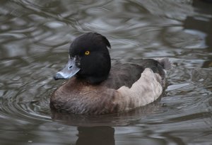 Tufted Duck