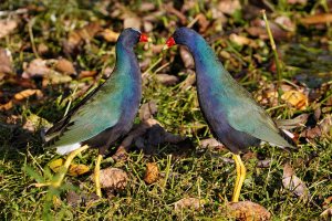 Purple gallinules courting