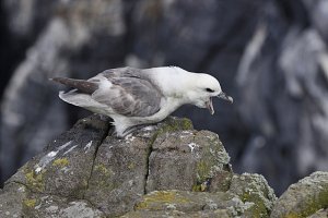 Fulmar