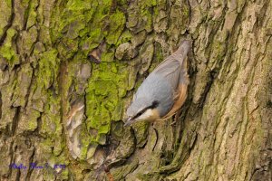 Nuthatch tree picking