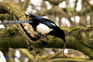 Magpie retrieving food