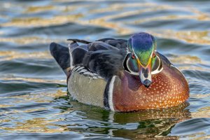 Wood duck_HF1.jpg