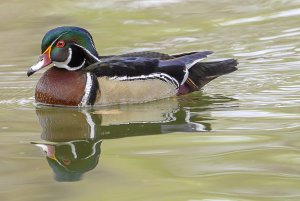 Wood duck_HF2.jpg