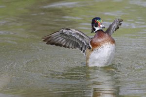 Wood duck_HF3.jpg