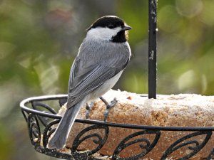 Carolina chickadee