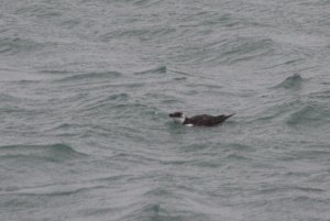 120- Alca torda Razorbill-11 novembre 2010.jpg