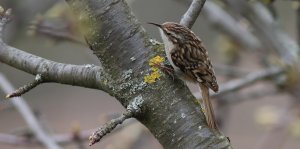 short-toed treecreeper