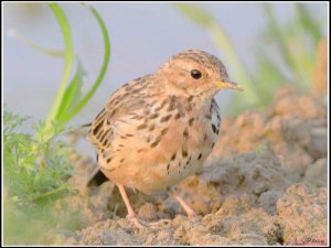 Red-throated Pipit in breeding plumage