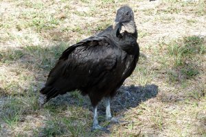 American Black Vulture