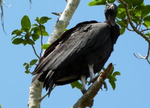 American Black Vulture