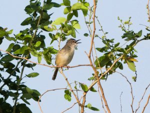 Tawny Flanked Prinia 3.jpg