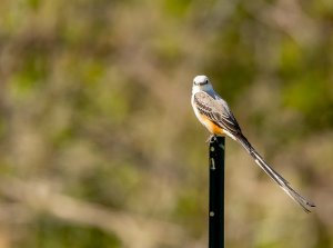 Scissor-tailed Flycatcher, Blinn College, Bryan-SharpenAI-focus.jpg