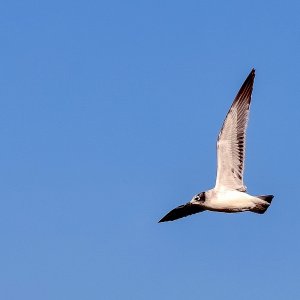 Franklin's Gull, Lake Waco.jpg