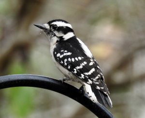 Female Downy Woodpecker..jpg