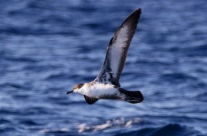 Great shearwater