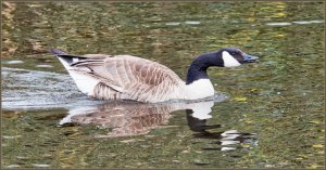 Canada Goose.