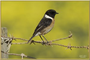 Stonechat