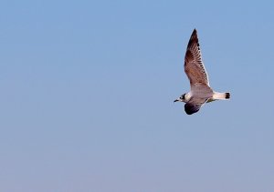 Franklin's Gull, Lake Waco top view.jpg