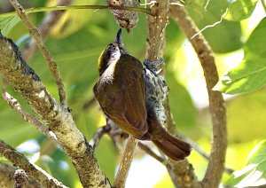 Antillean piculet