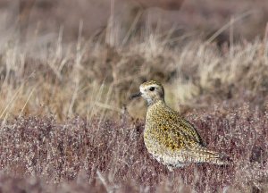 Golden Plover